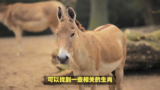 四不像今晚出什么生肖,四不像今晚出什么生肖——生肖预测的神秘面纱