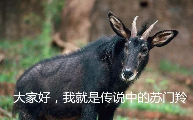 澳门最精准四不像正版,澳门最精准四不像正版——探索真实与虚幻的交融